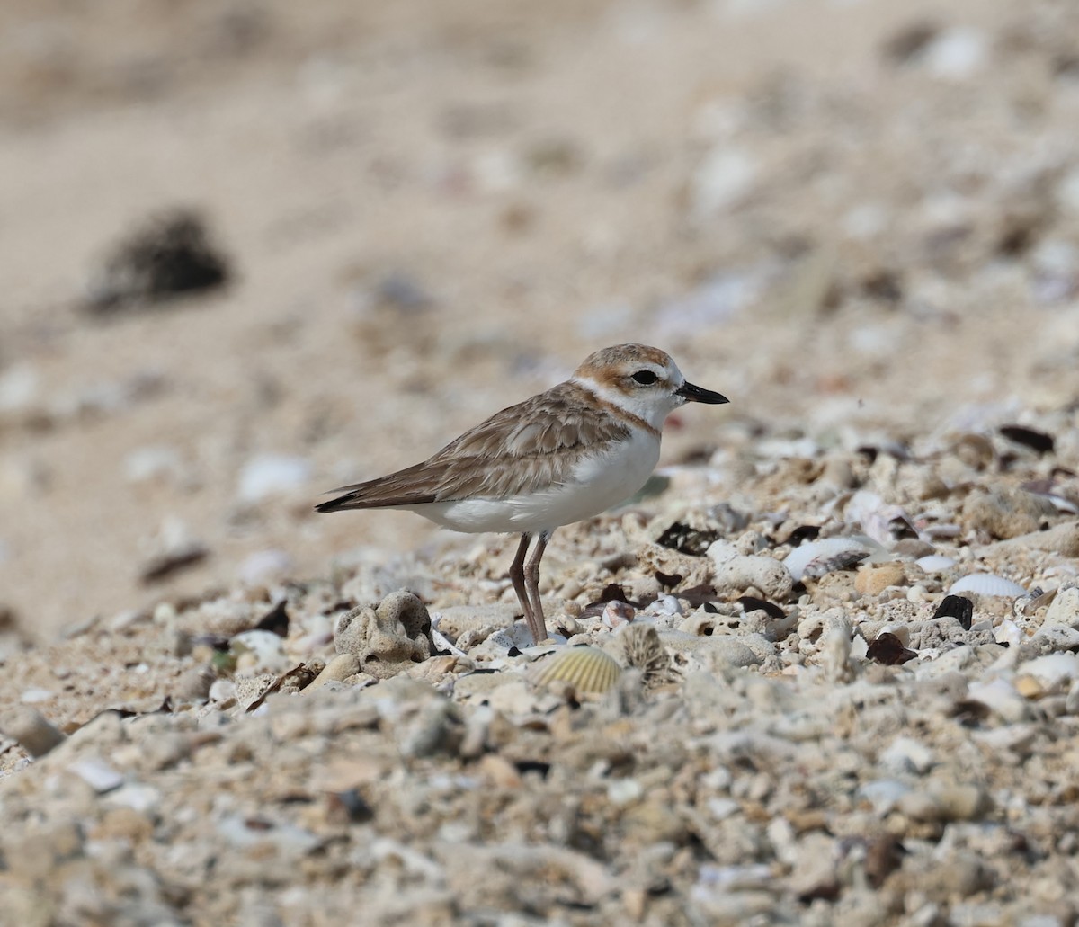 Malaysian Plover - ML644686626