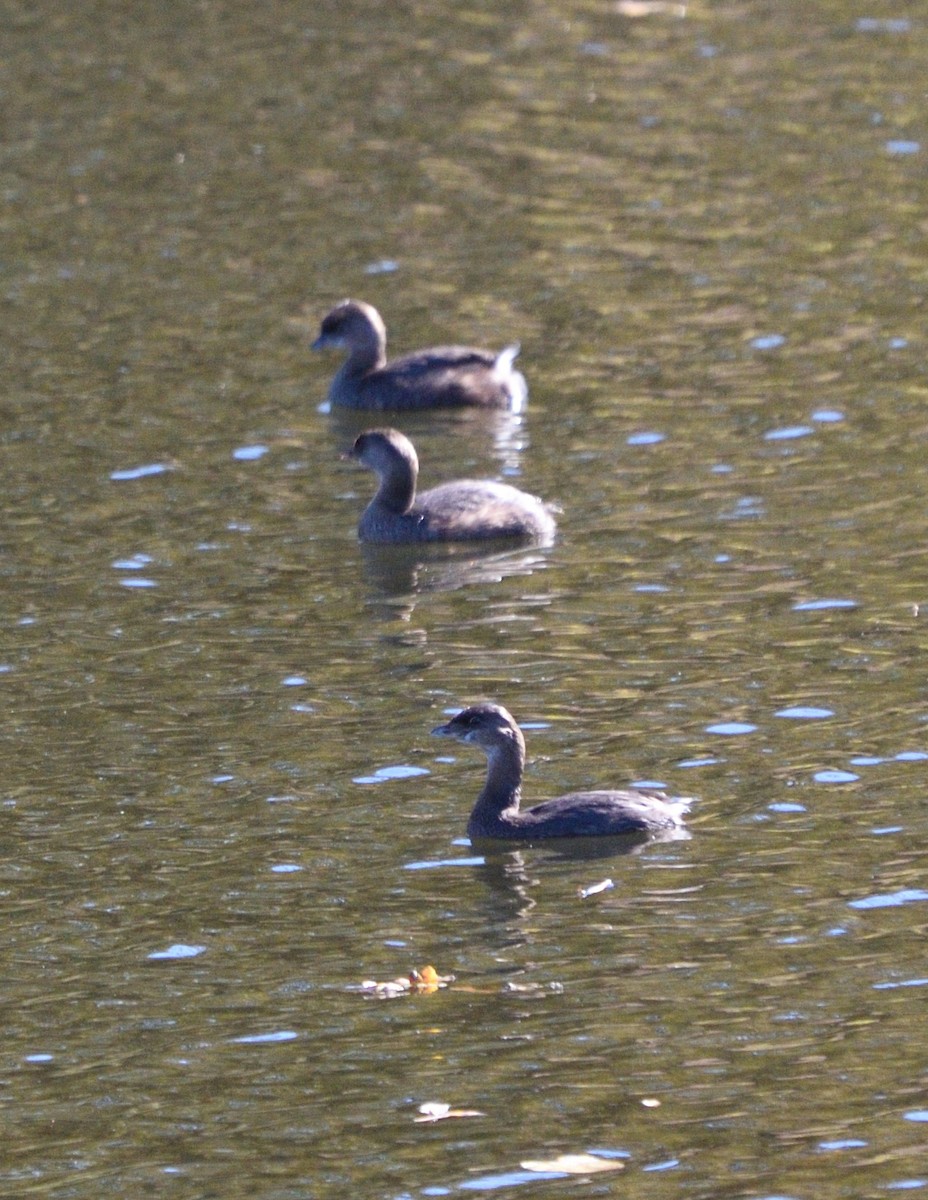 Пірникоза рябодзьоба - ML644686627