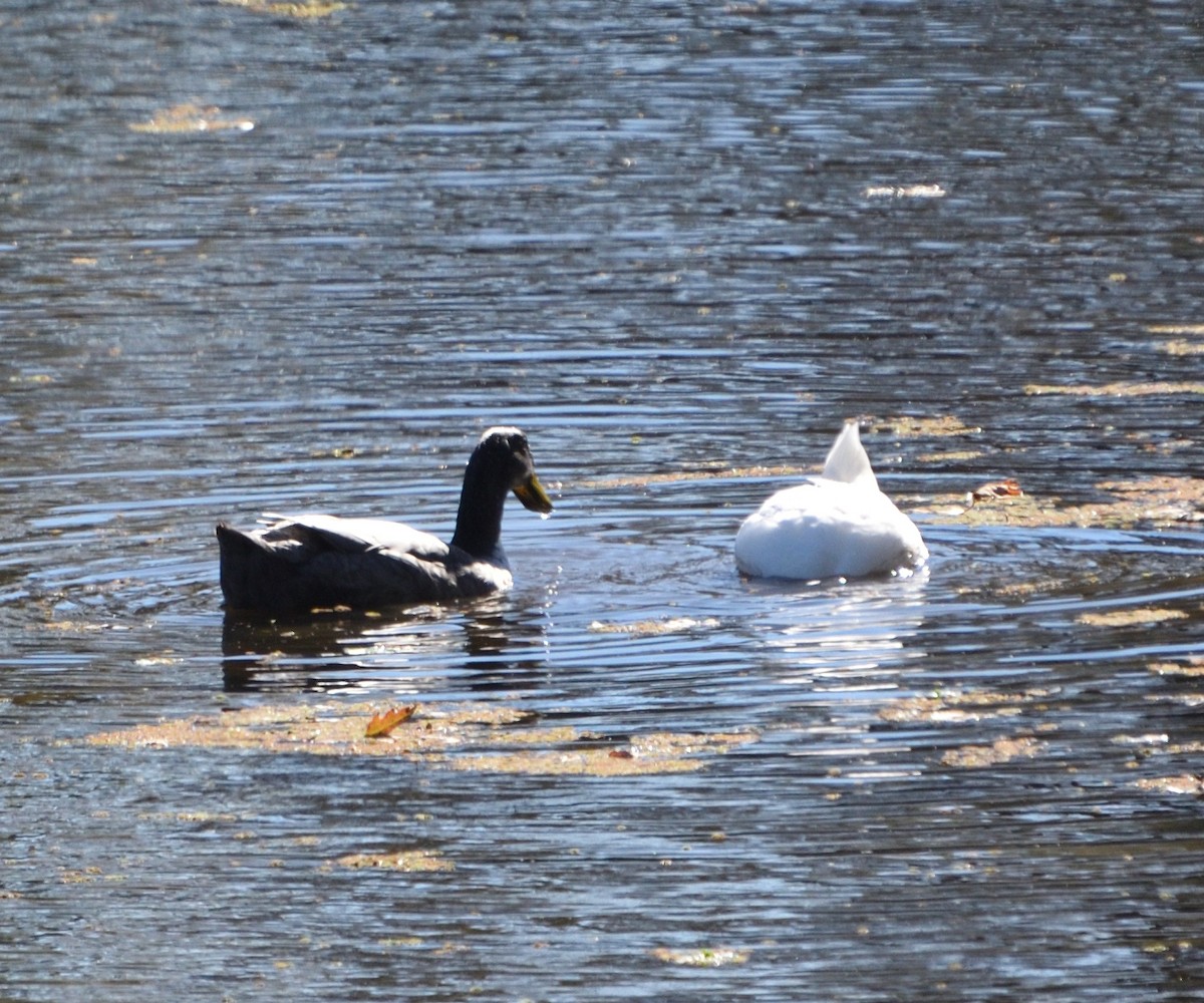 stokkand (domestisert) - ML644686628