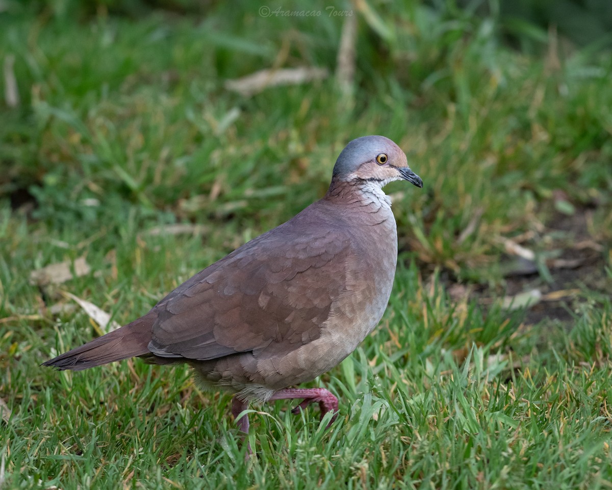 Colombe à gorge blanche - ML644686629
