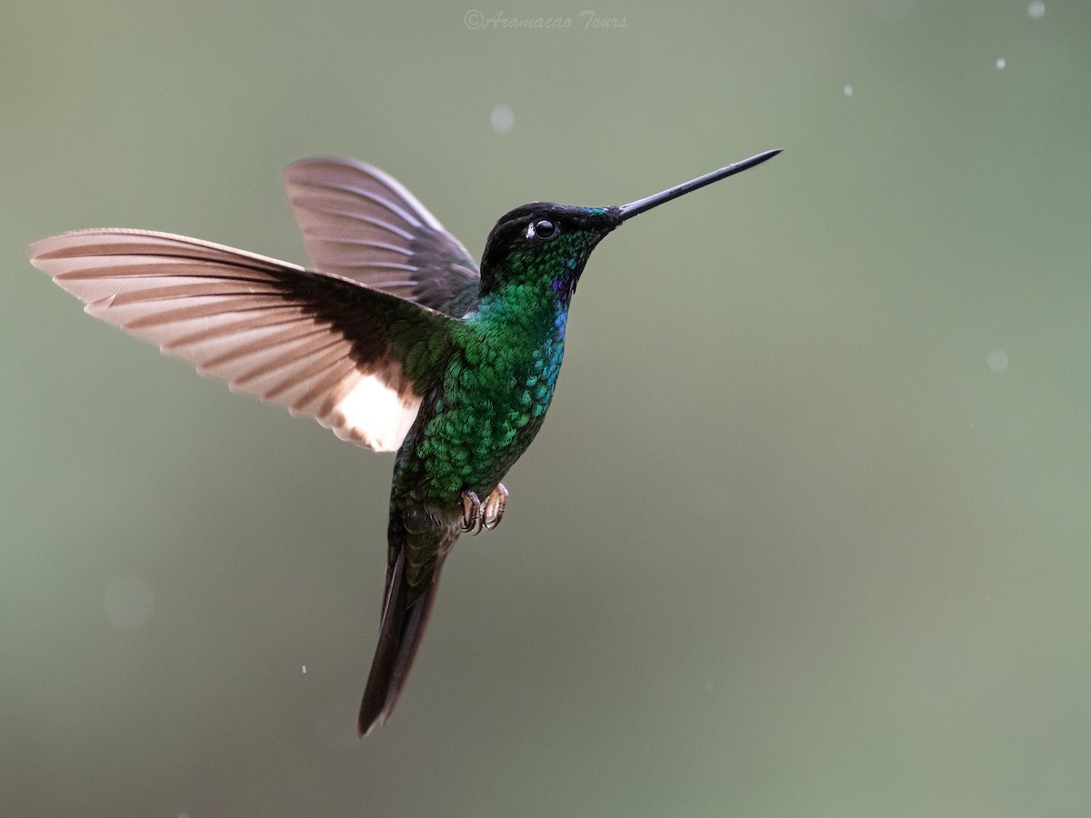 Buff-winged Starfrontlet - ML644686635