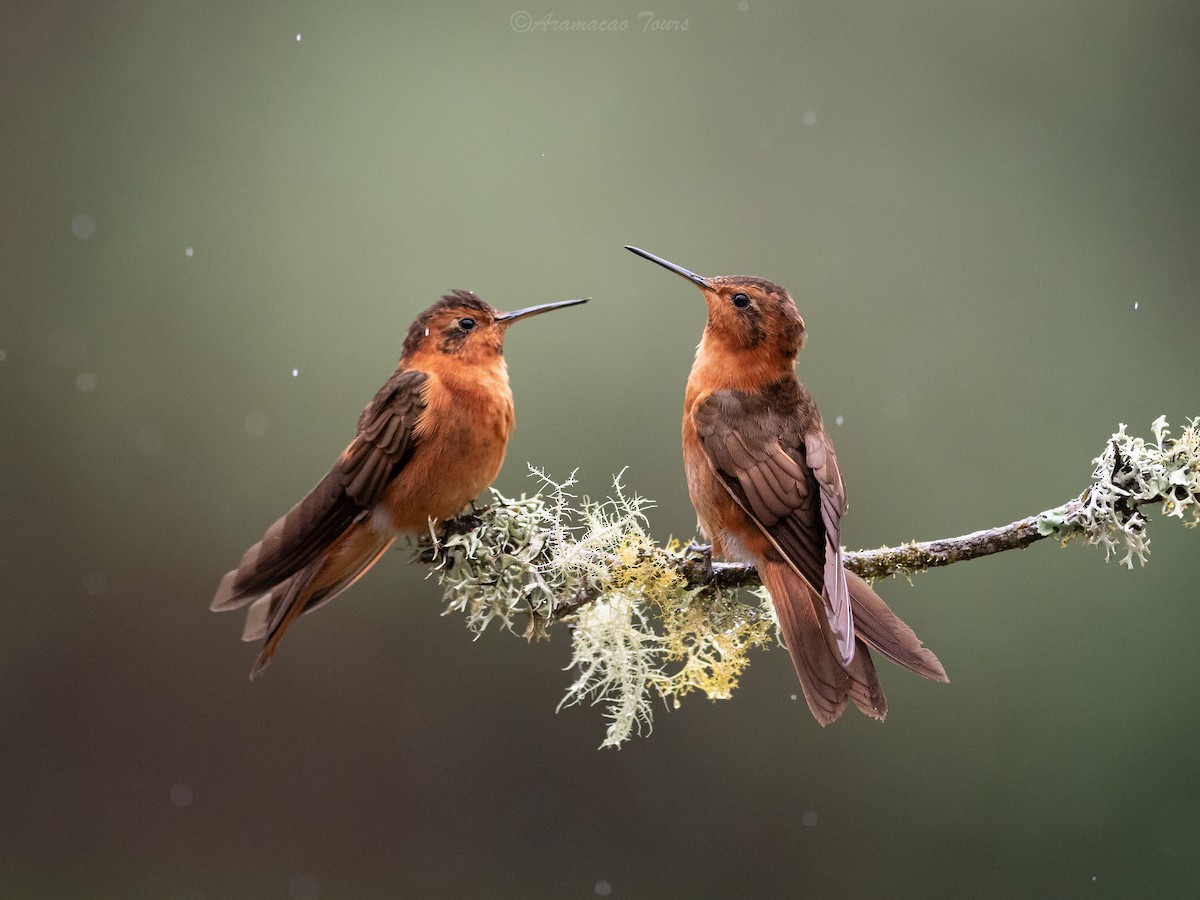 Shining Sunbeam - ML644686637