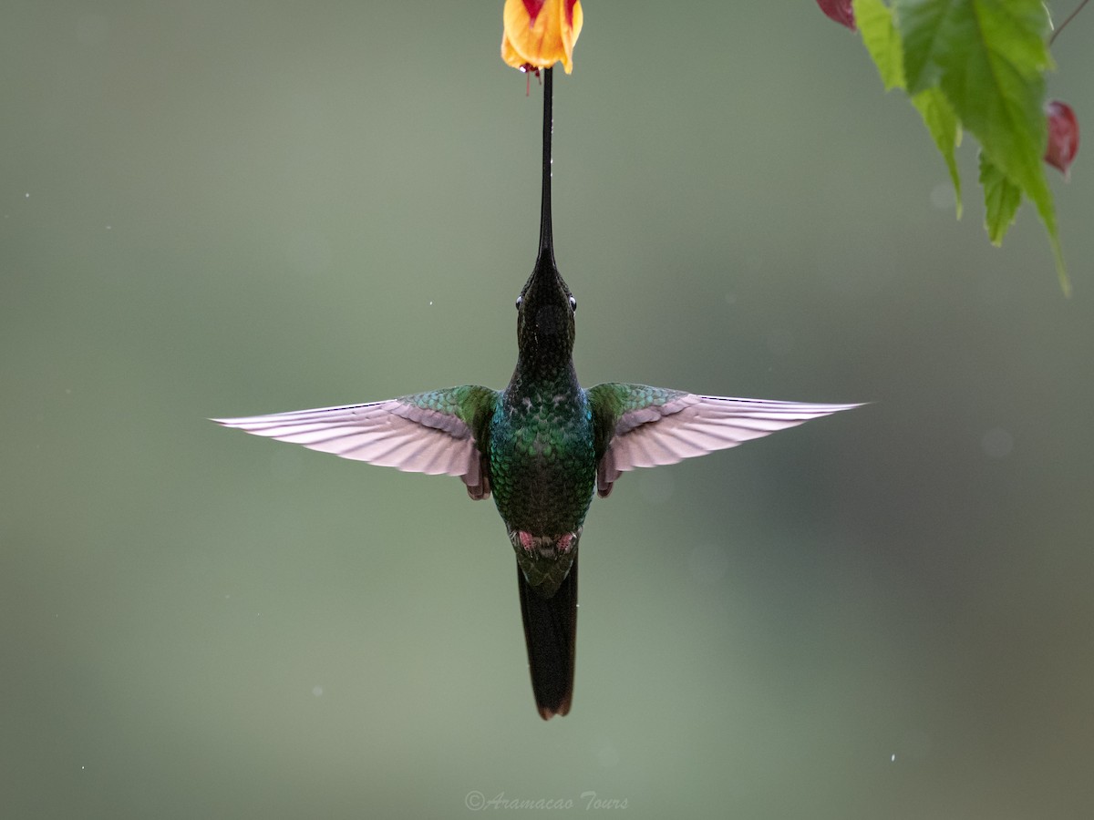 Sword-billed Hummingbird - ML644686652
