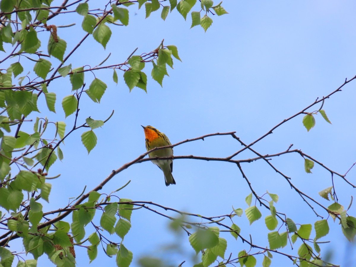 hemlokkparula - ML644686653