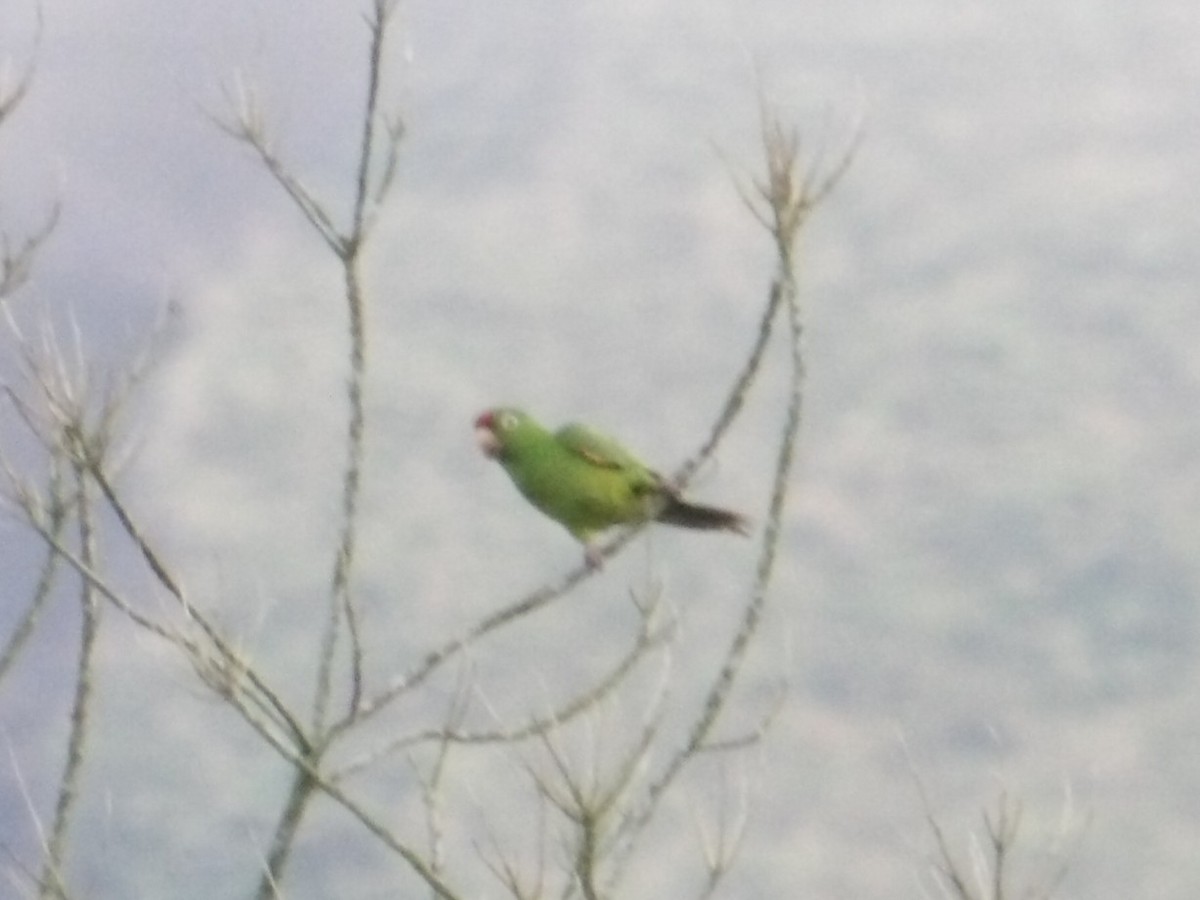 Crimson-fronted Parakeet - ML644686654