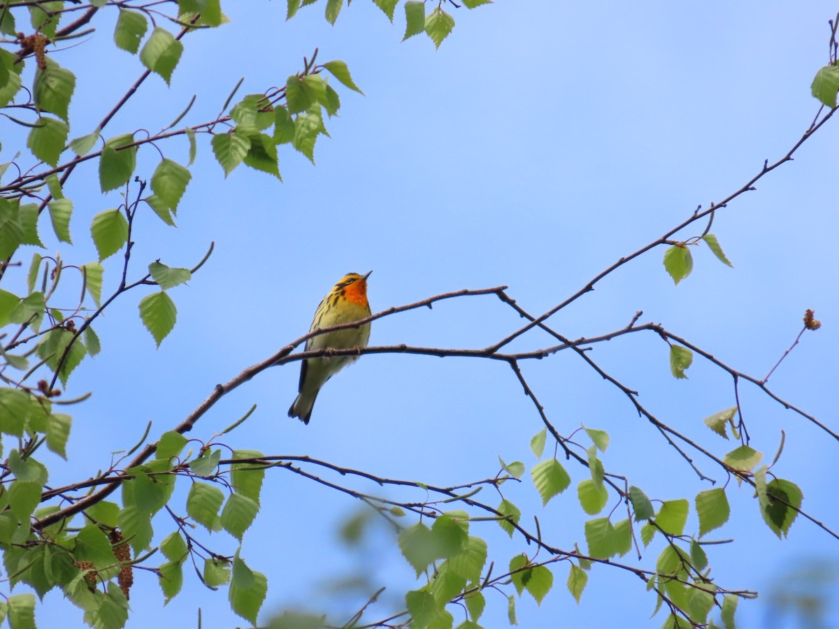 hemlokkparula - ML644686662