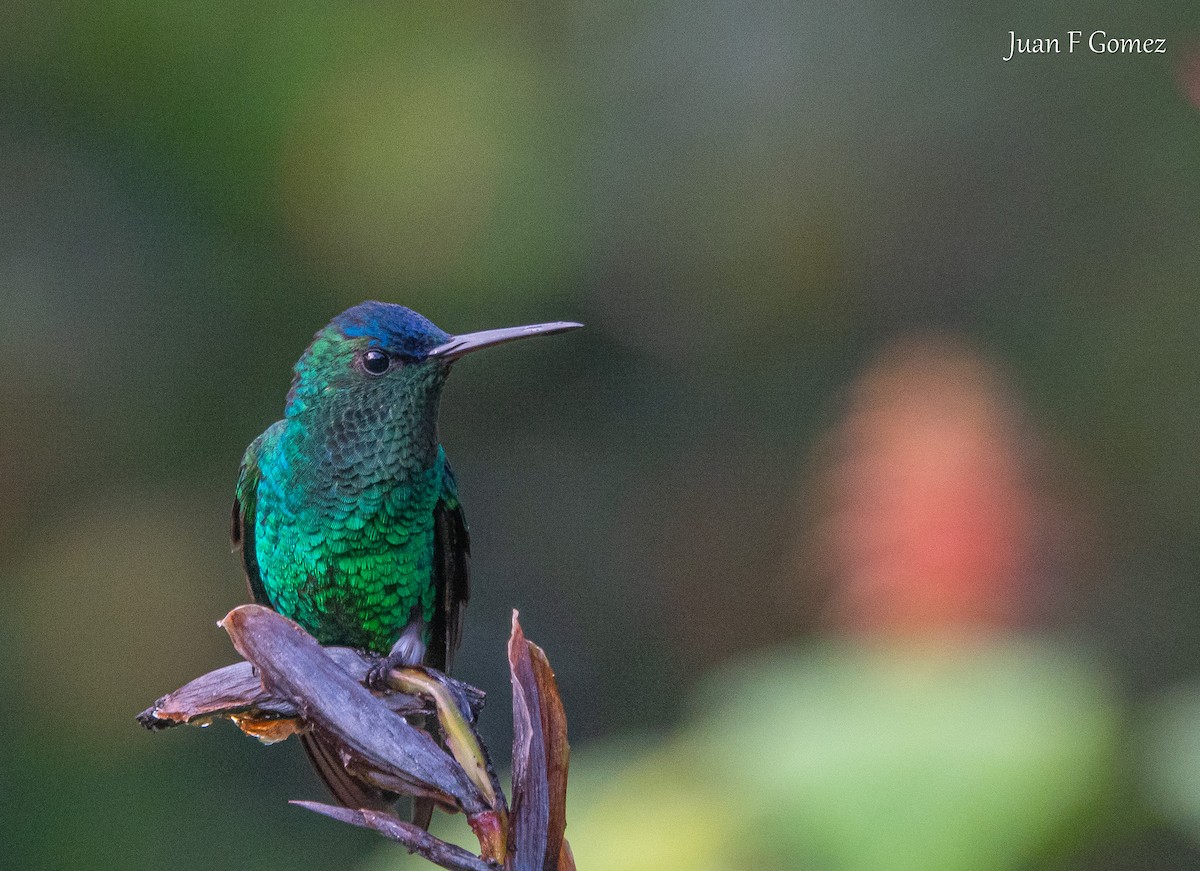 Ariane à front bleu - ML644686668