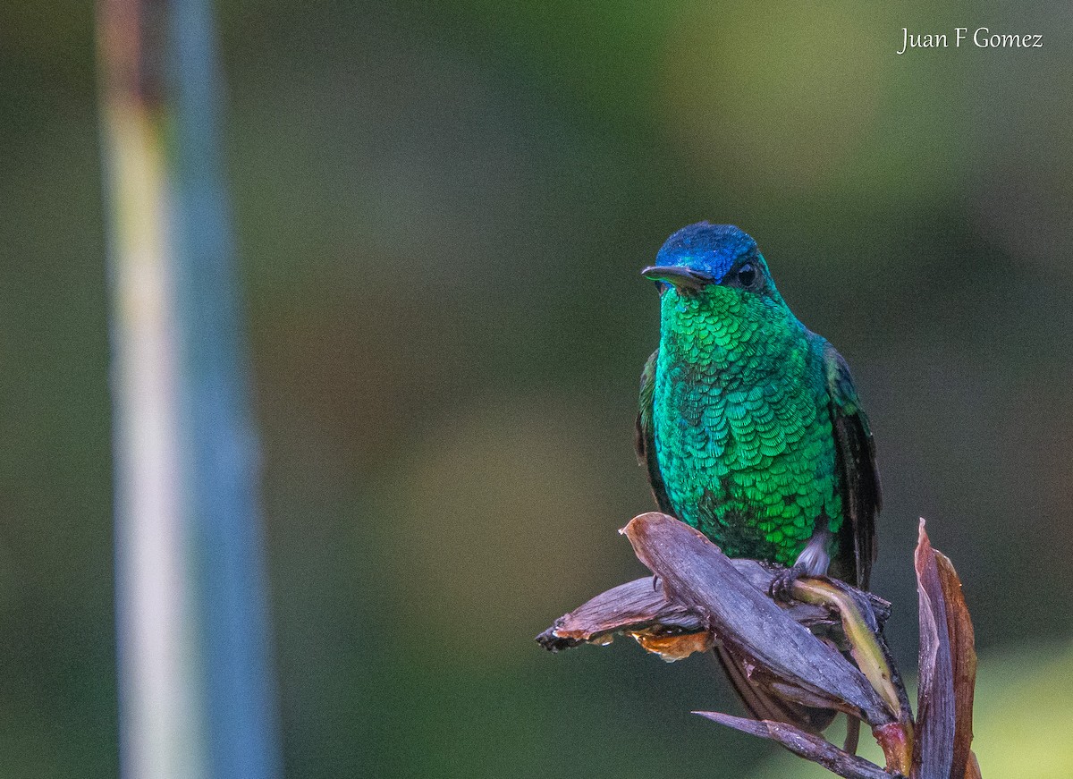 Ariane à front bleu - ML644686669