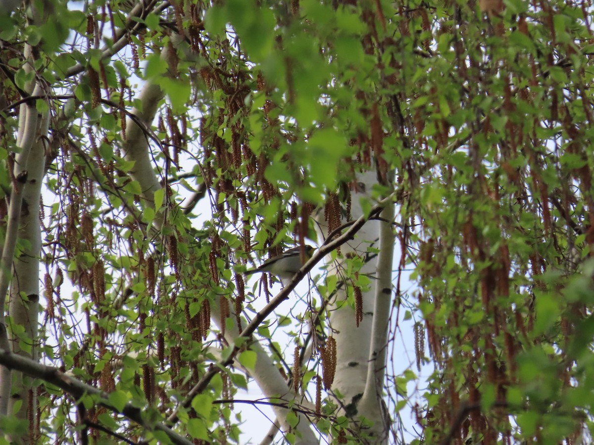 Northern Parula - ML644686670