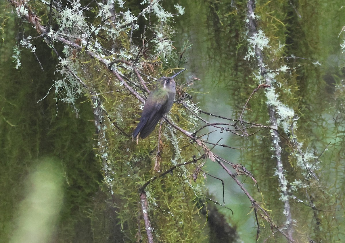 Amethyst-throated Mountain-gem - ML644686671