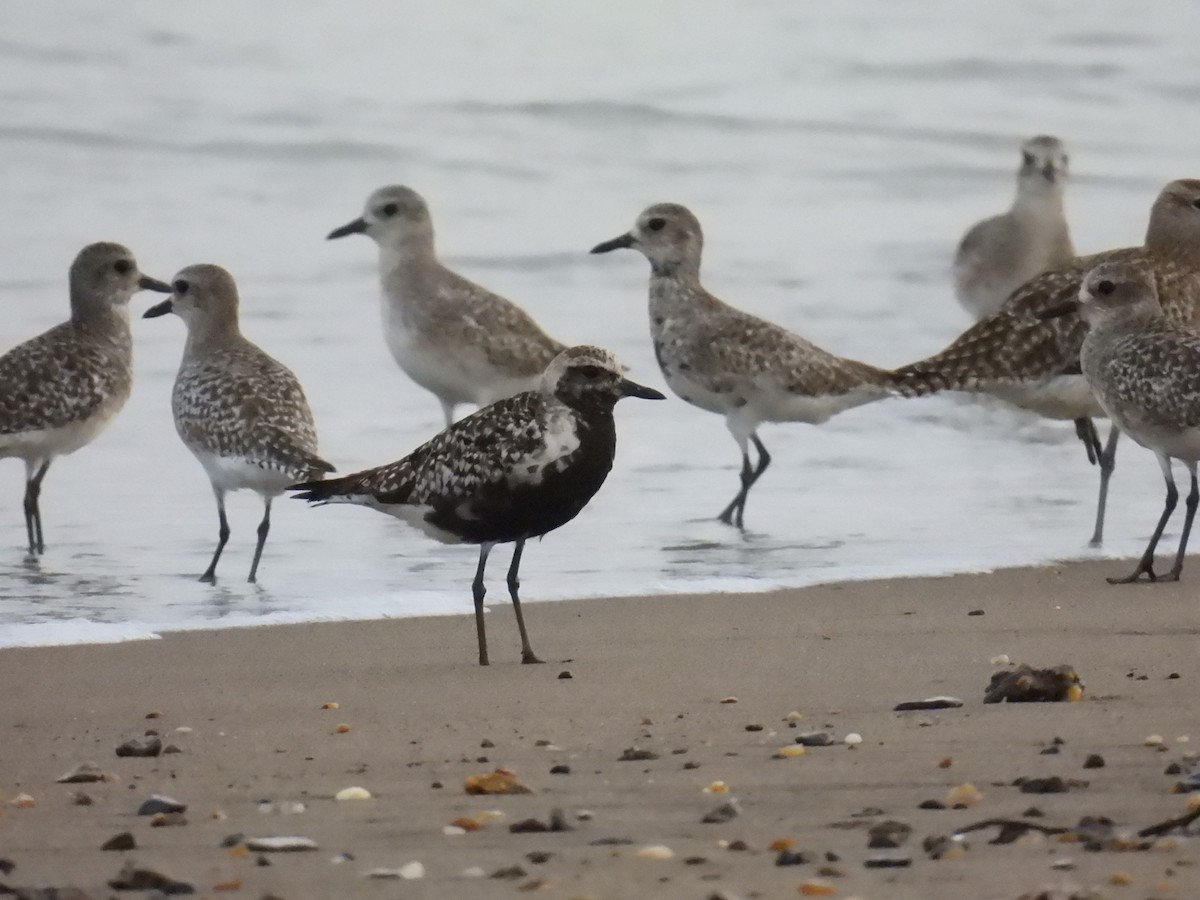 Black-bellied Plover - ML644686672