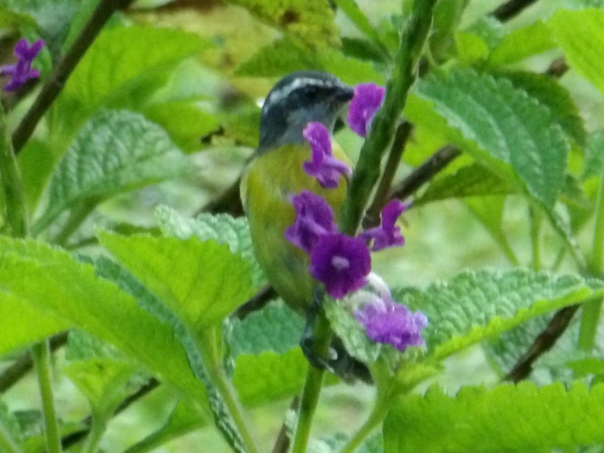 Zuckervogel - ML644686679