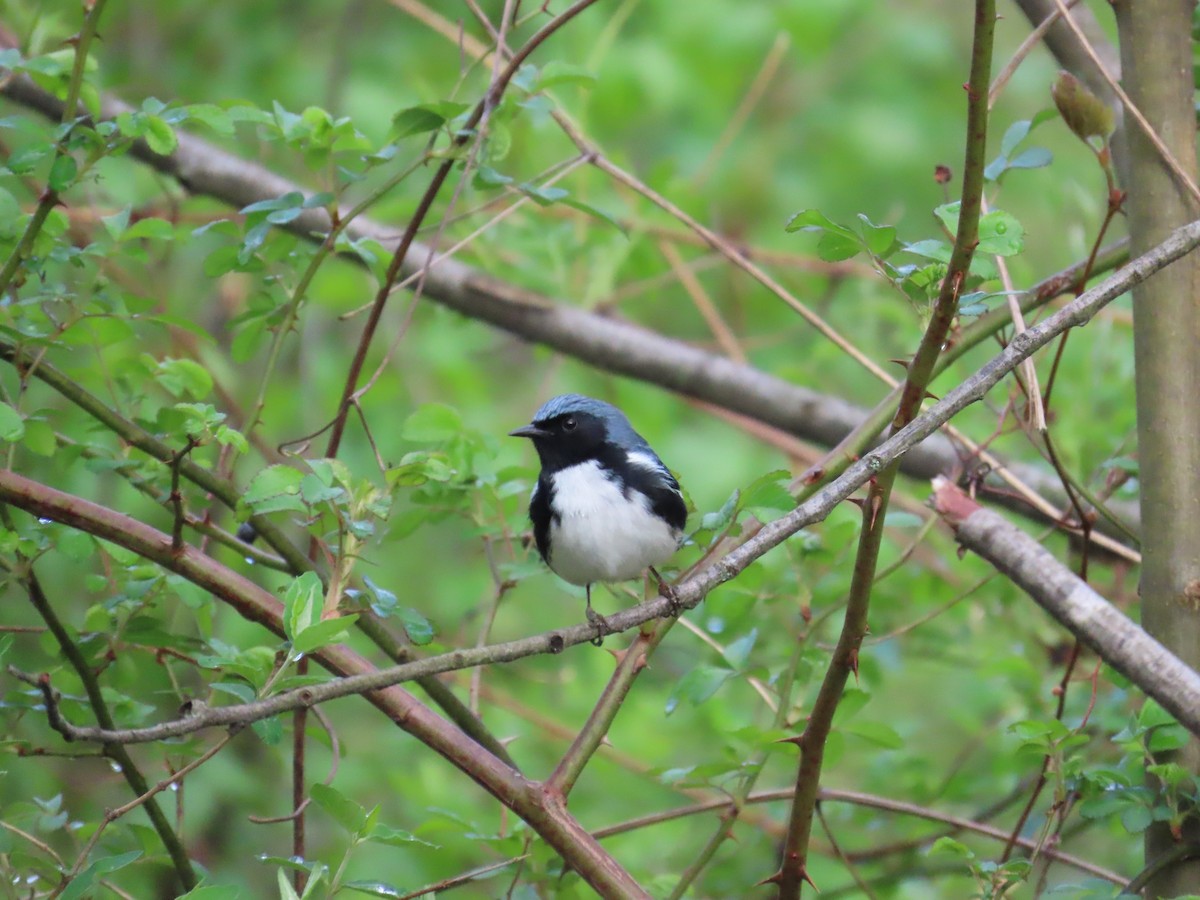 Black-throated Blue Warbler - ML644686680