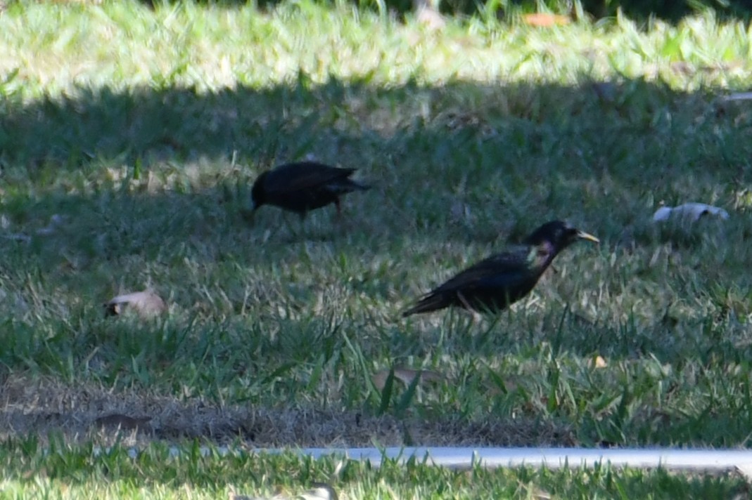 Шпак звичайний - ML644686681