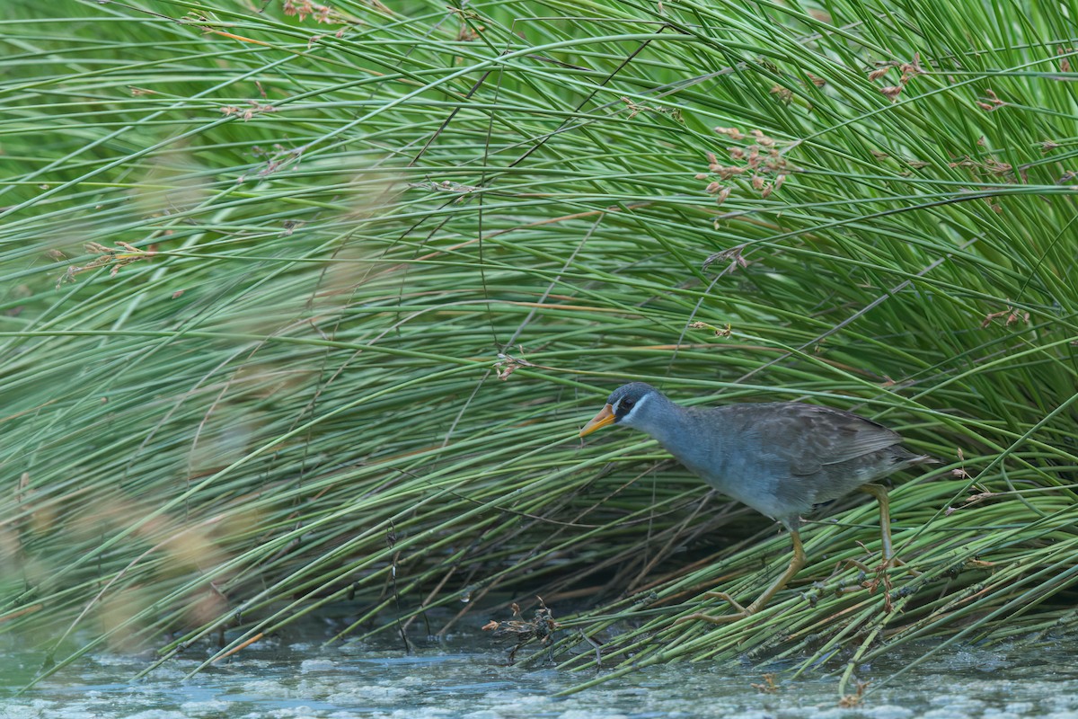 chřástal popelavý - ML644686688