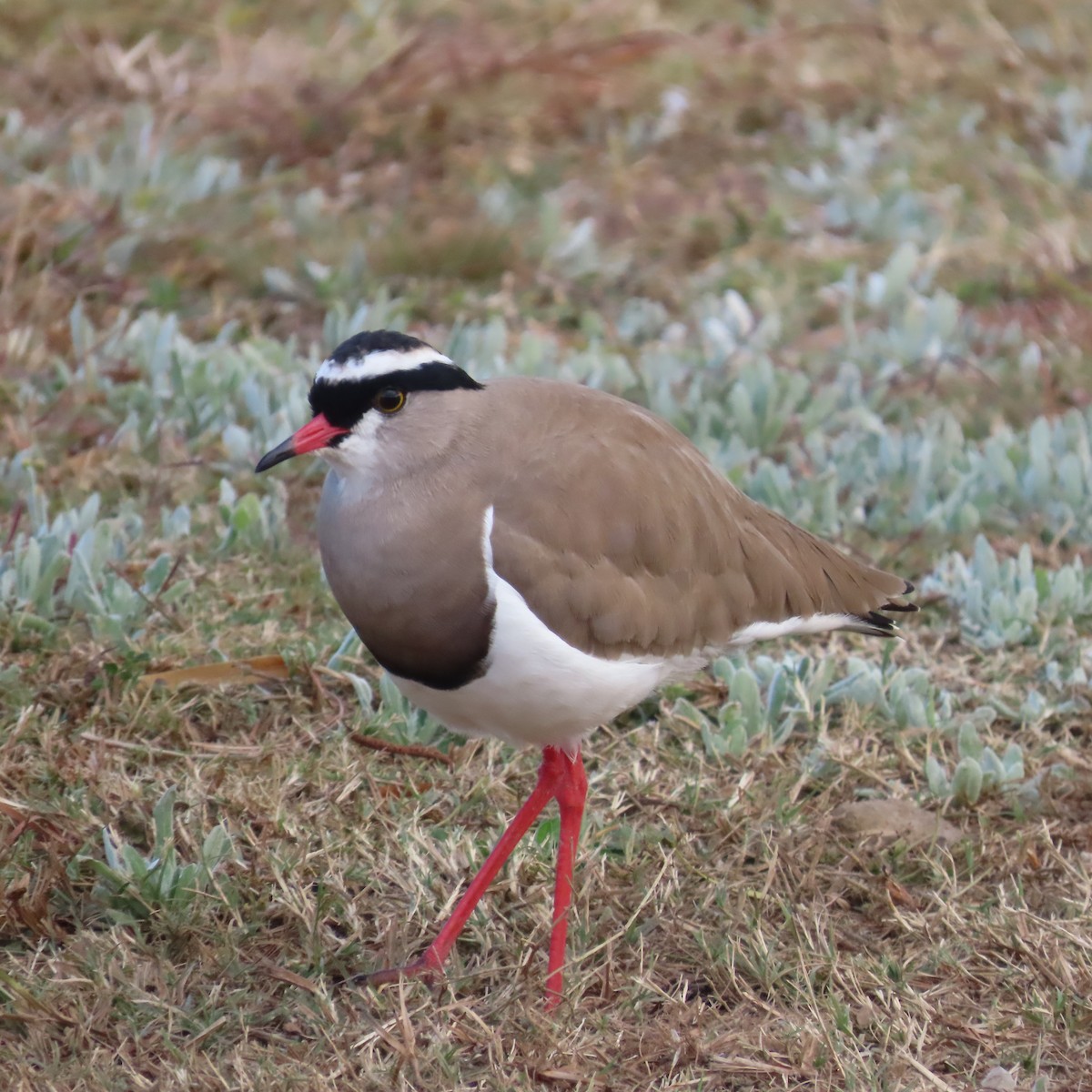 Crowned Lapwing - ML644686693