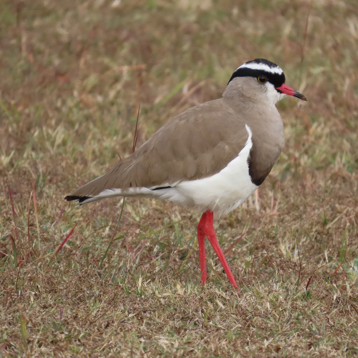 Crowned Lapwing - ML644686694