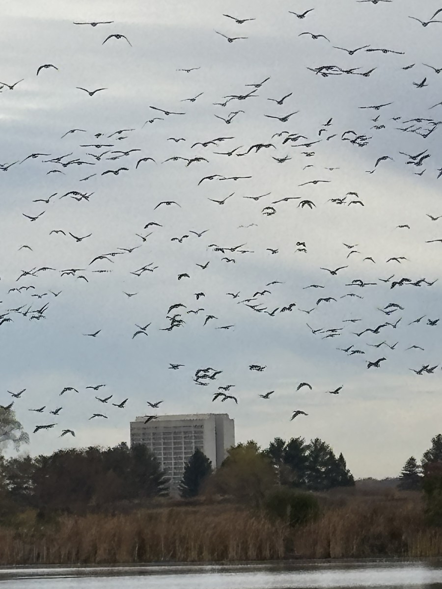 Канад галуу - ML644686699