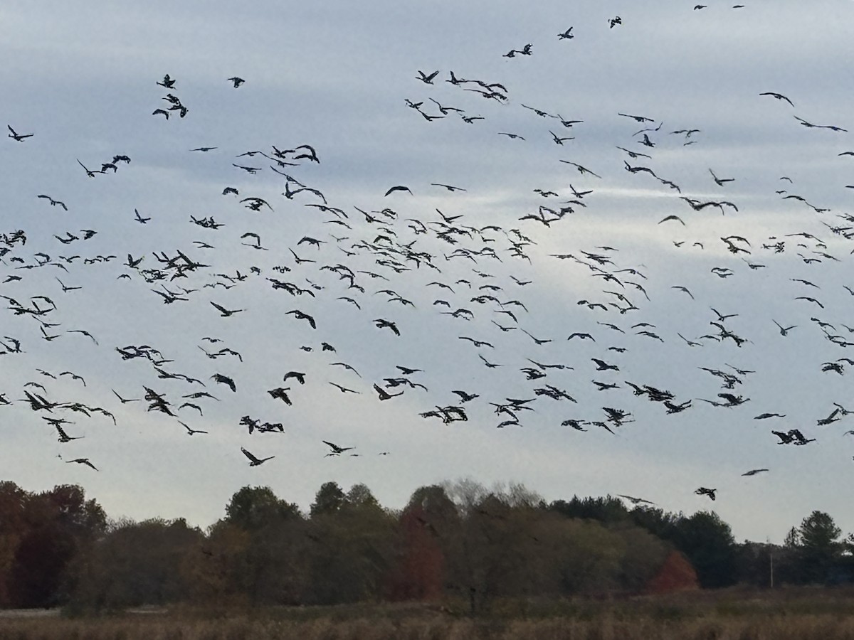 Канад галуу - ML644686700