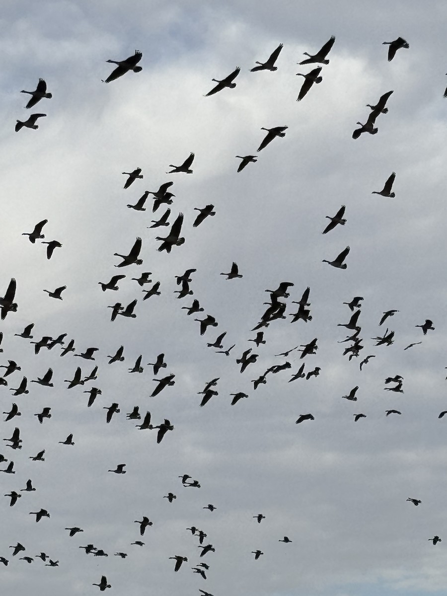 Канад галуу - ML644686701