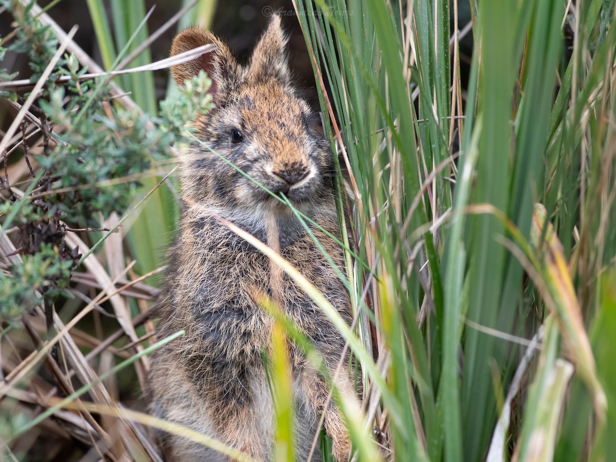 Andean Tapeti - ML644686705