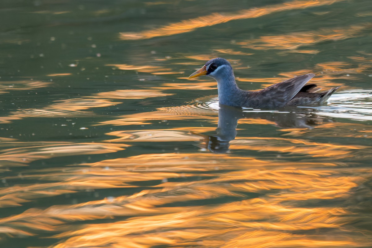 chřástal popelavý - ML644686706