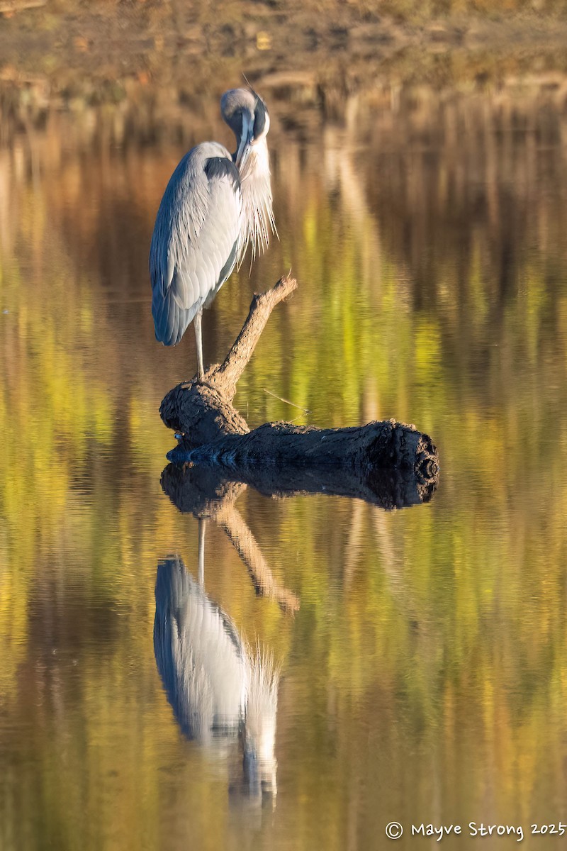 Great Blue Heron - ML644686724