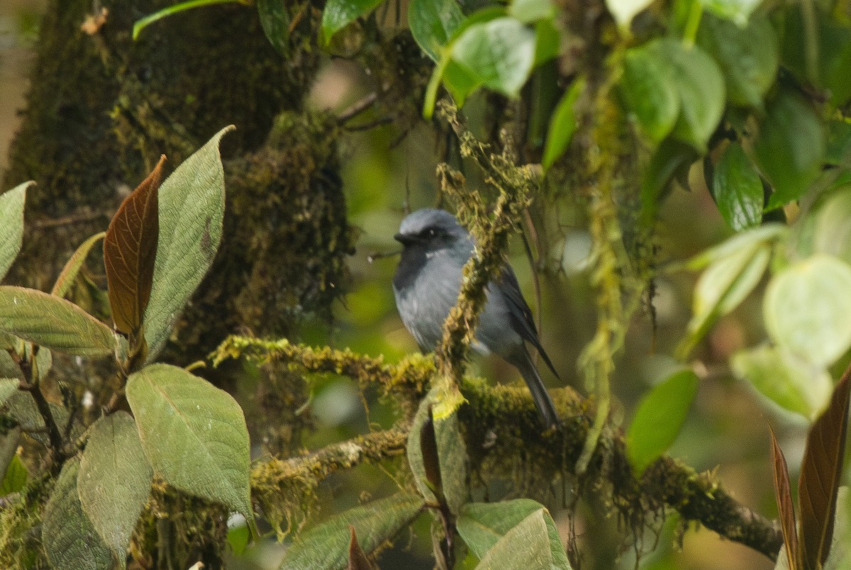 hvithalsflueskvett - ML644686726