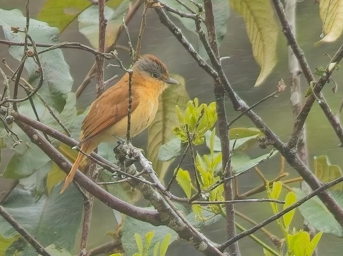 Anambé Castaño - ML644686731