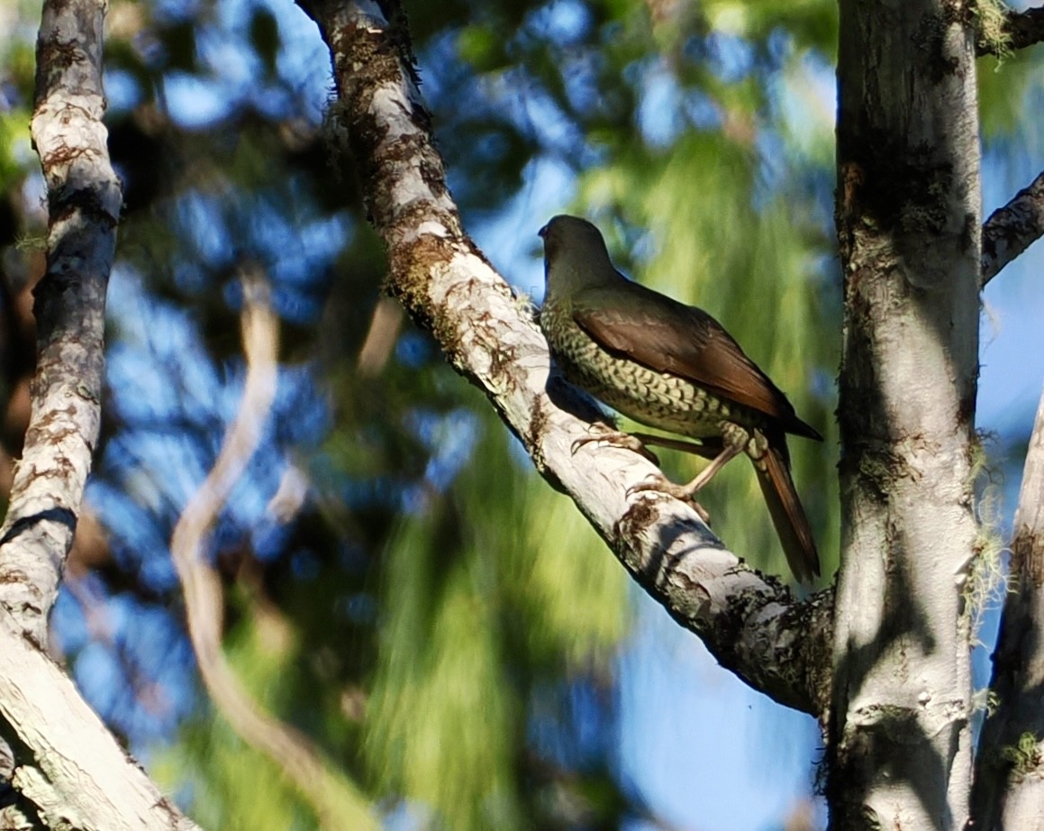 Атласный шалашник - ML644686733