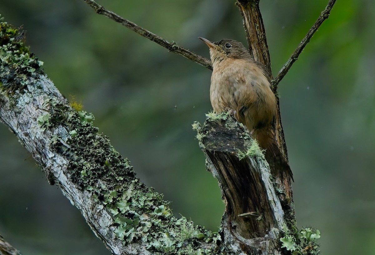 Southern House Wren - ML644686739
