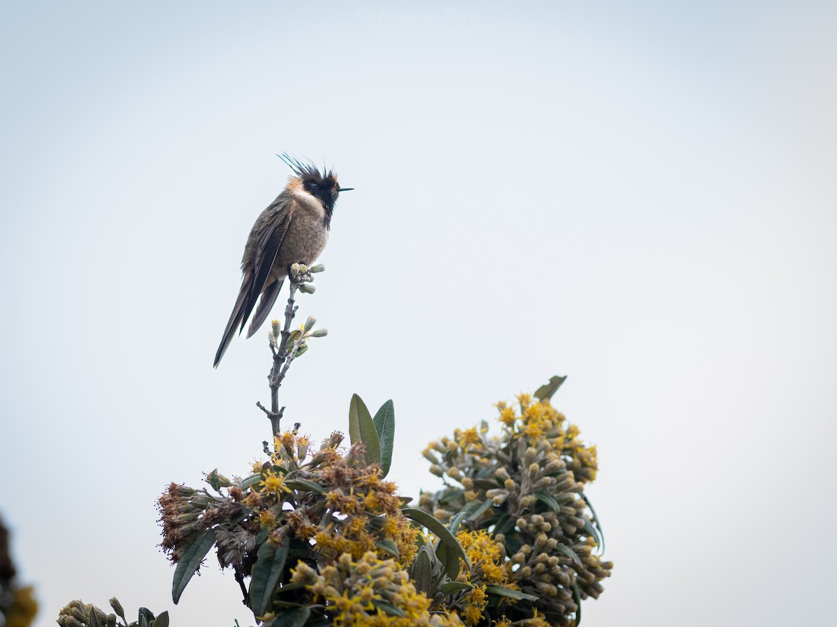 Buffy Helmetcrest - ML644686740