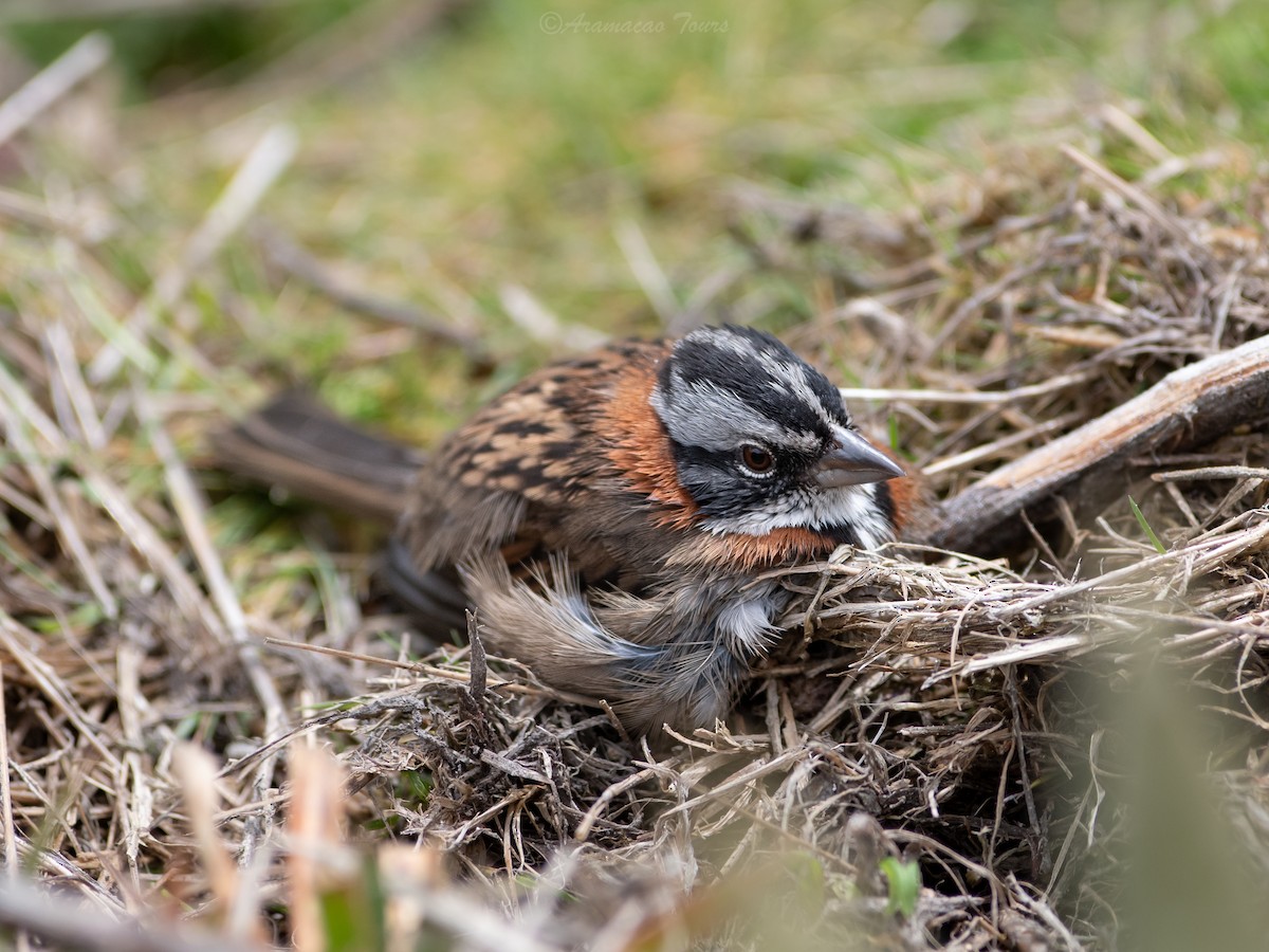 Rufous-collared Sparrow - ML644686745