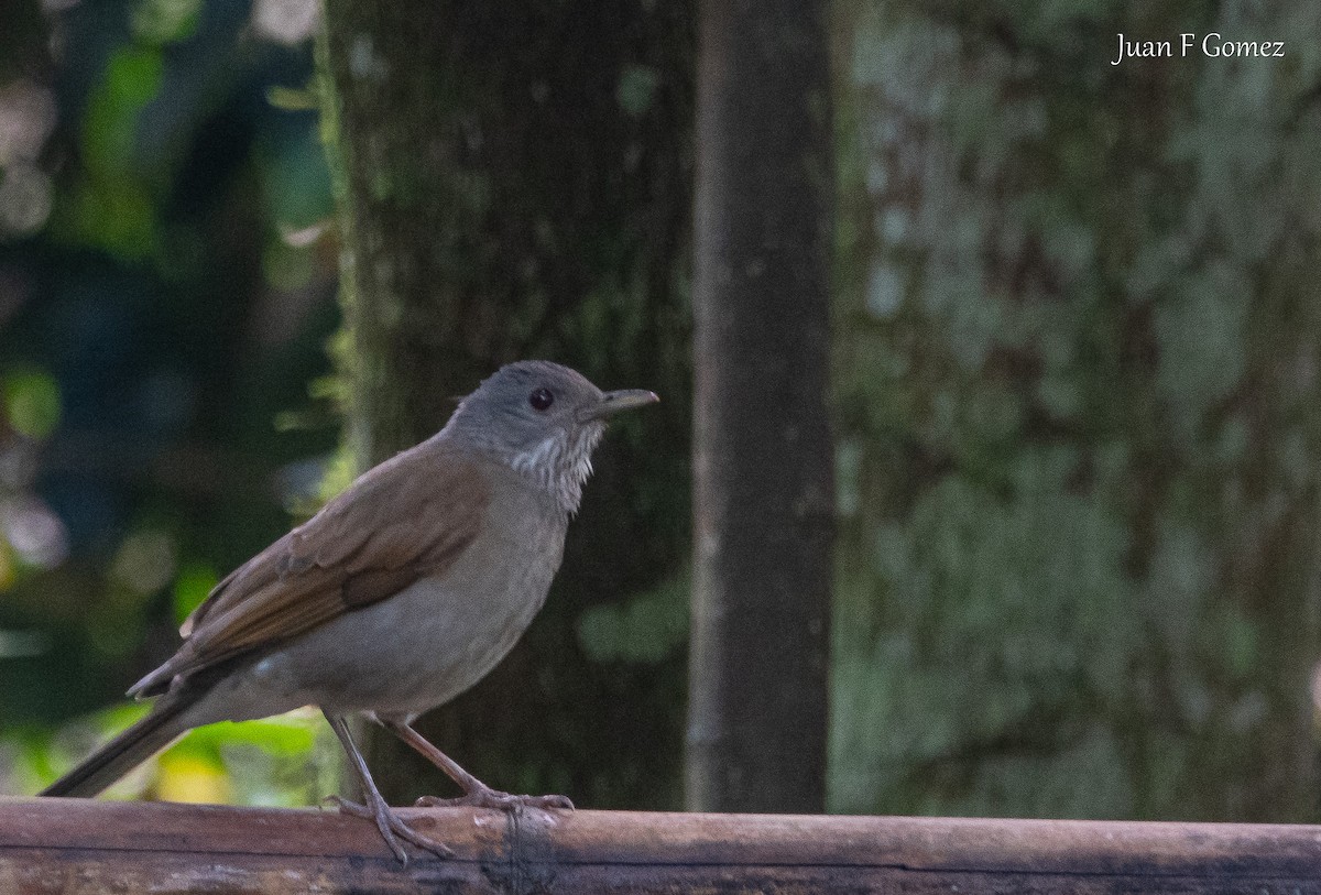Pale-breasted Thrush - ML644686747
