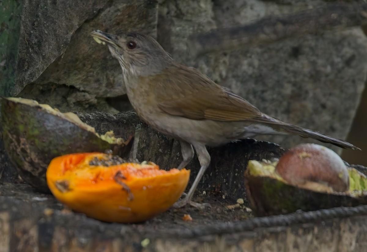 Pale-breasted Thrush - ML644686748