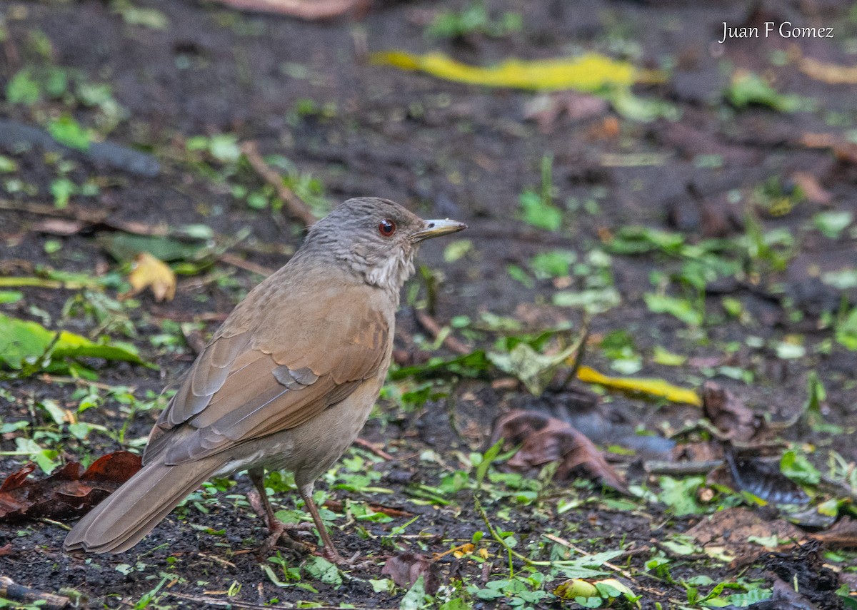 Pale-breasted Thrush - ML644686749