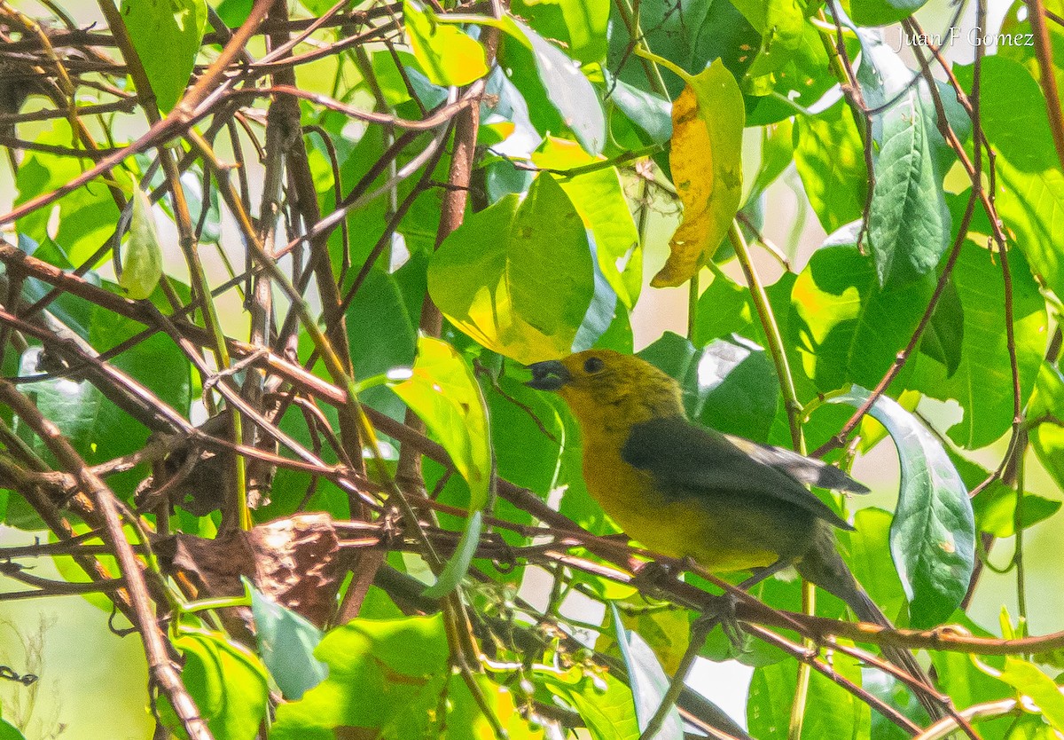 Yellow-headed Brushfinch - ML644686754