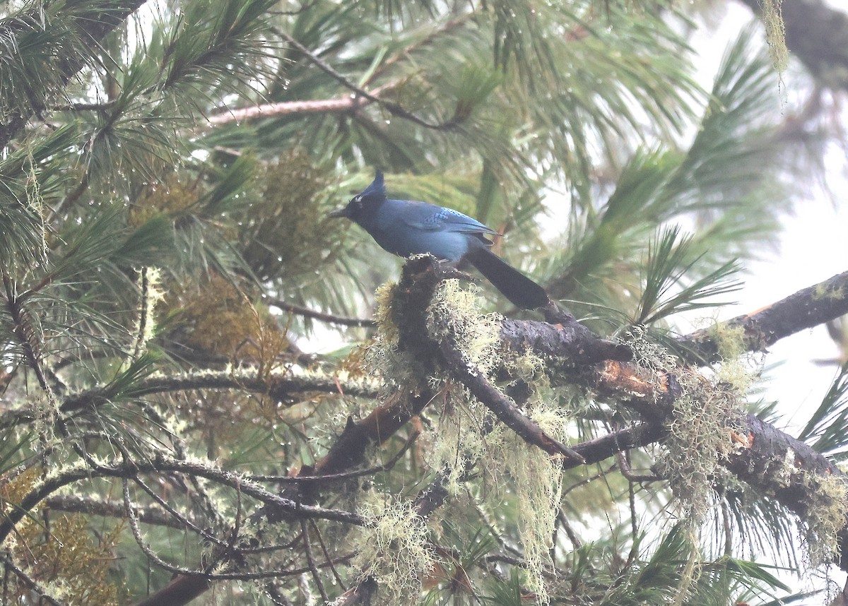 Steller Kargası [coronata grubu] - ML644686757