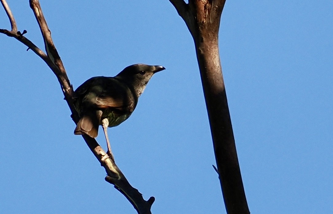 Атласный шалашник - ML644686767