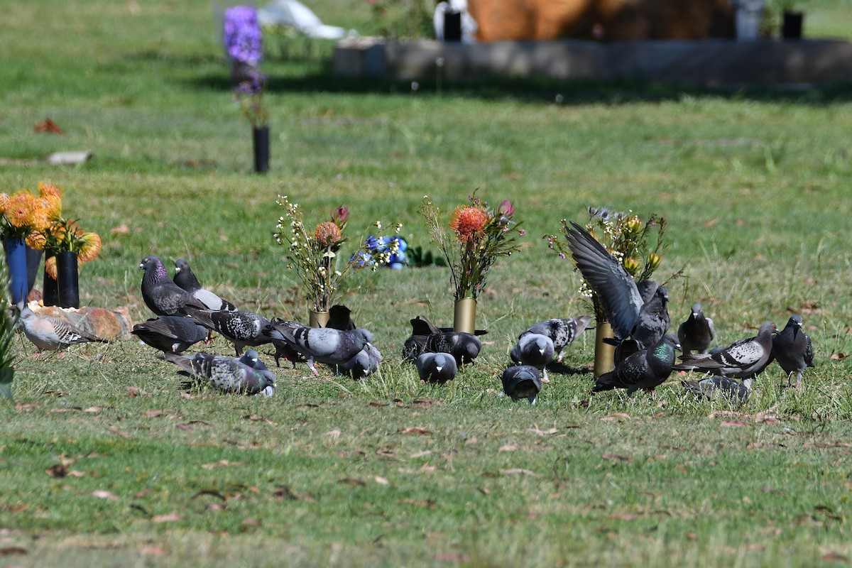 Felsentaube (Straßentaube) - ML644686769