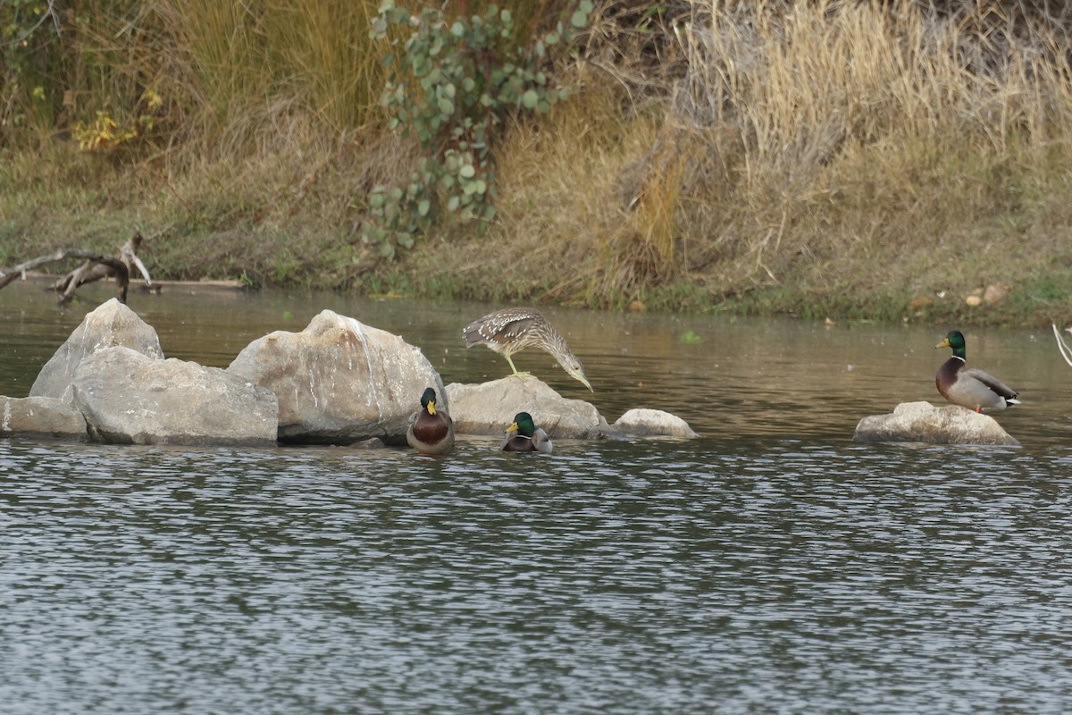 Black-crowned Night Heron - ML644686770