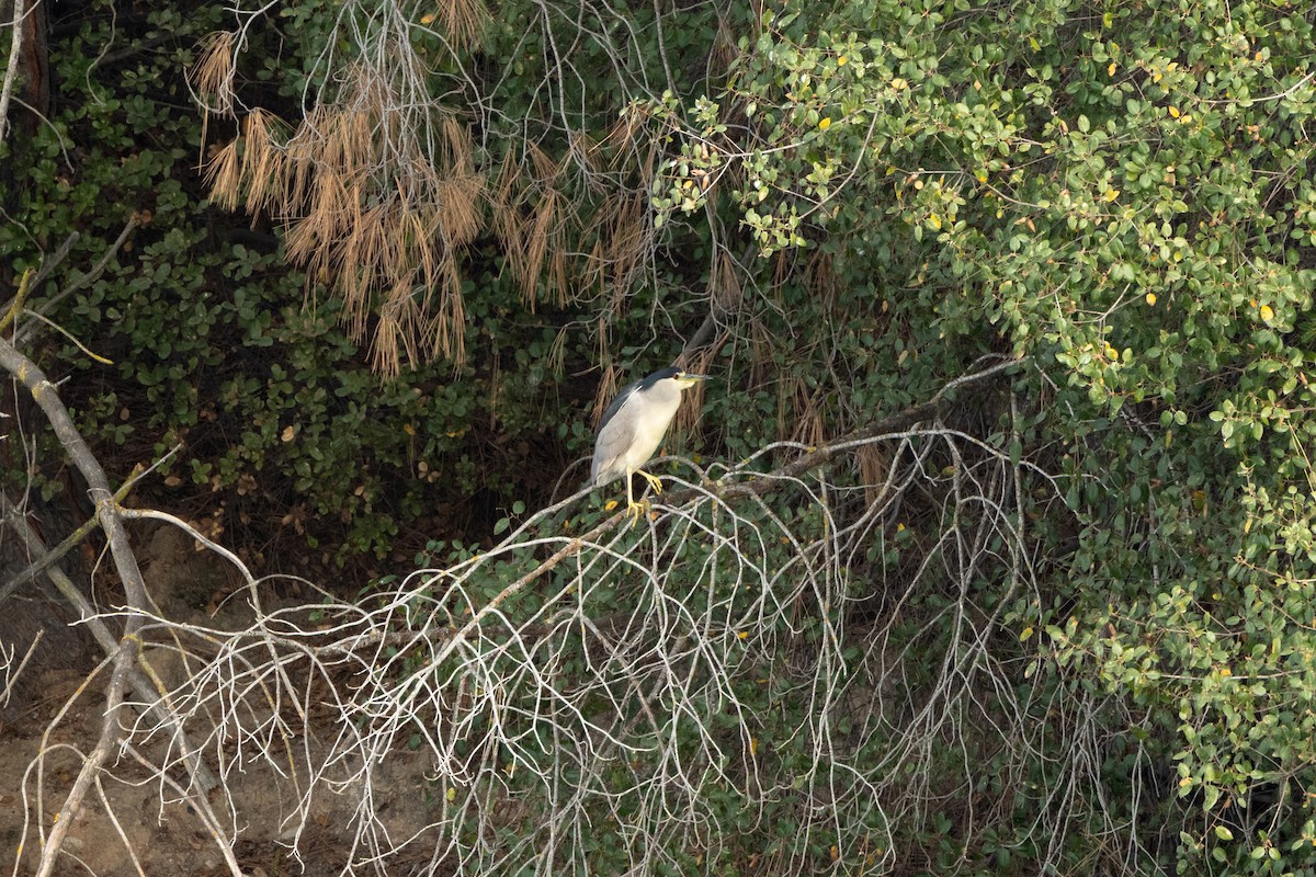 Black-crowned Night Heron - ML644686771