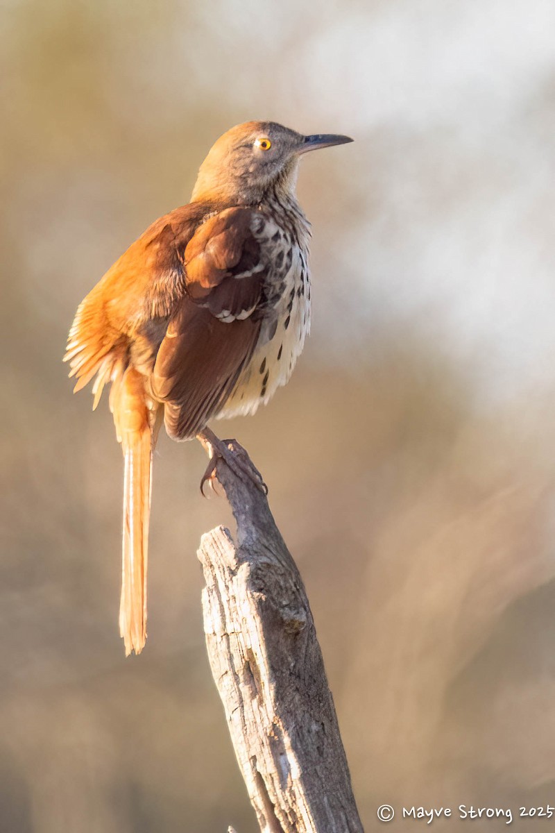 דשוש חום - ML644686776