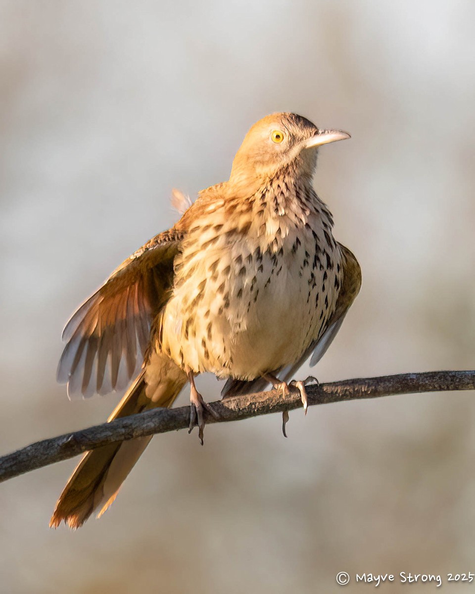 דשוש חום - ML644686777