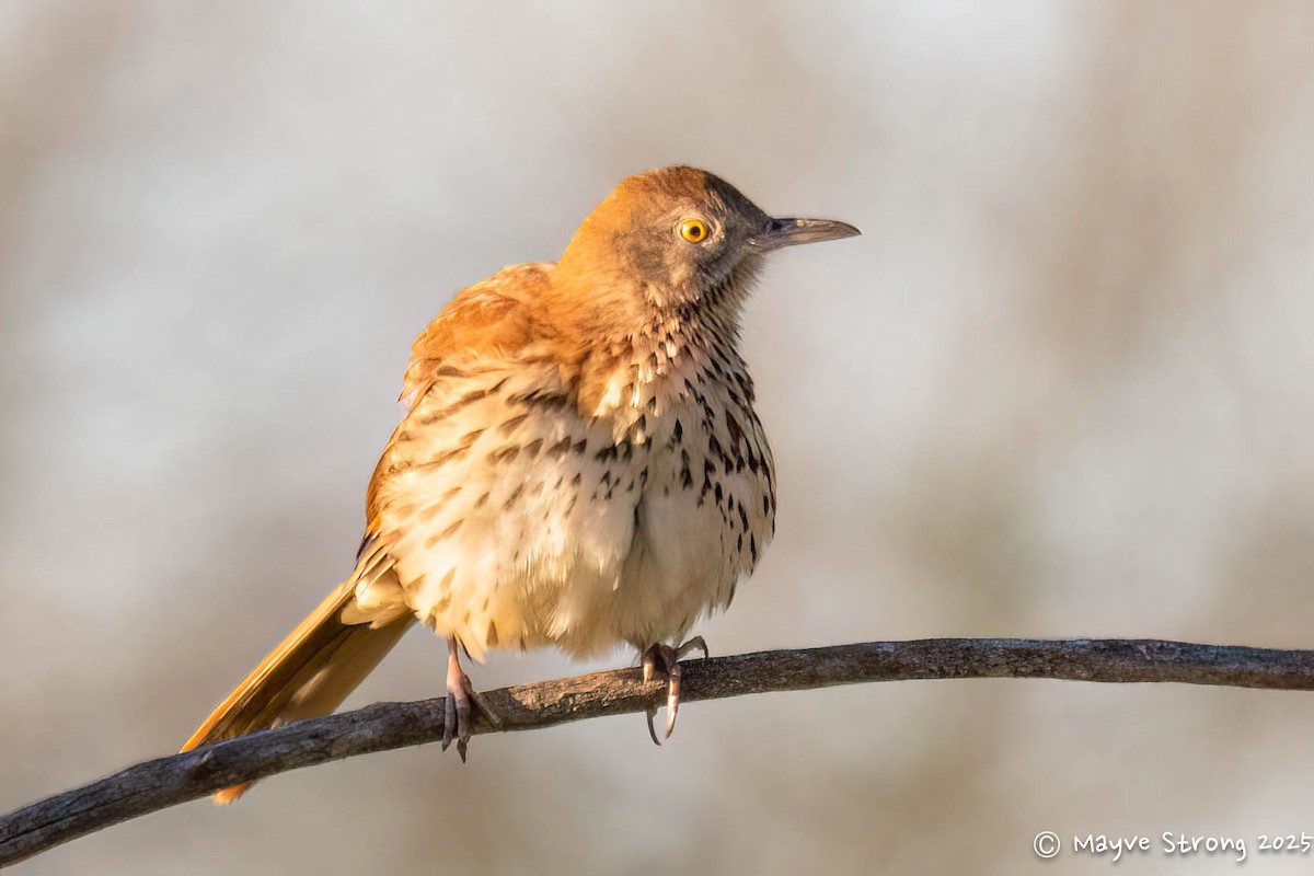 דשוש חום - ML644686778