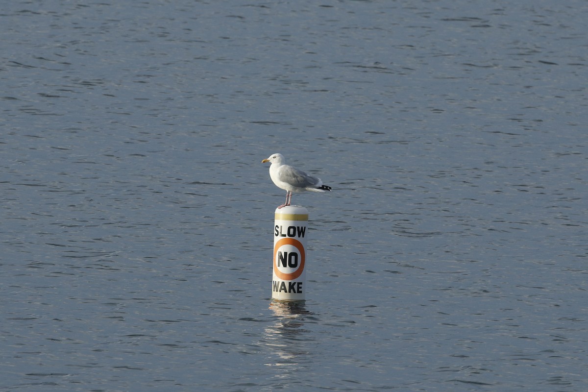 American Herring Gull - ML644686784