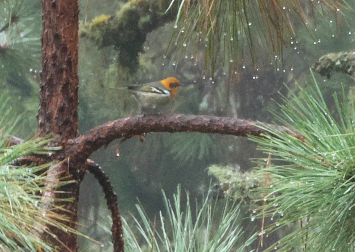 Olive Warbler - ML644686786