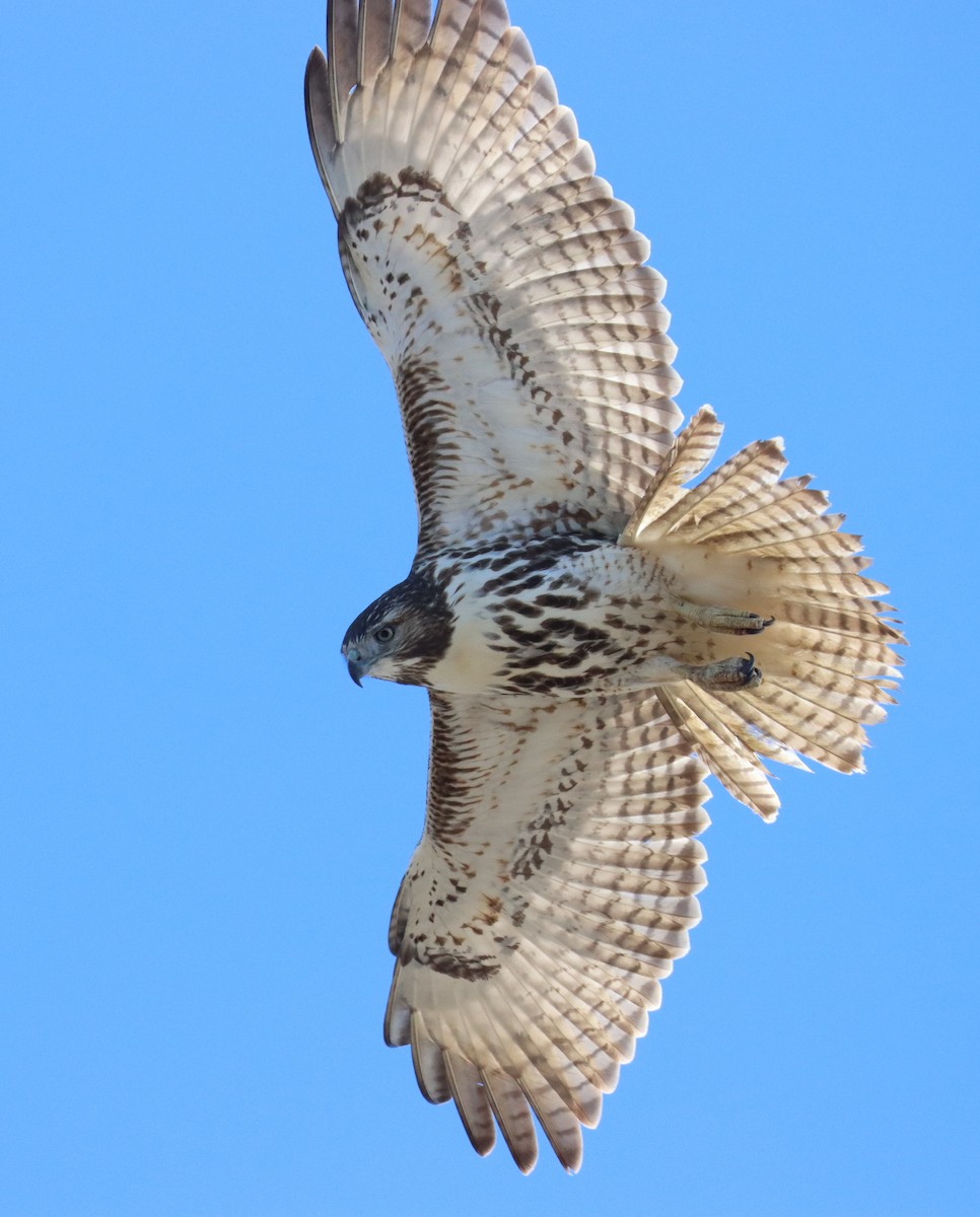 Red-tailed Hawk - ML644686791