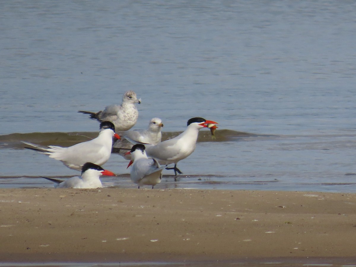 Sterne caspienne - ML644686795