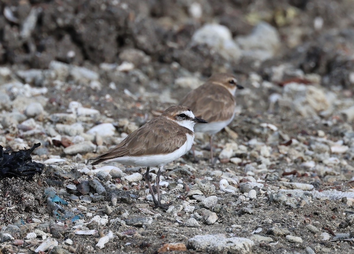 Javan Plover - ML644686796